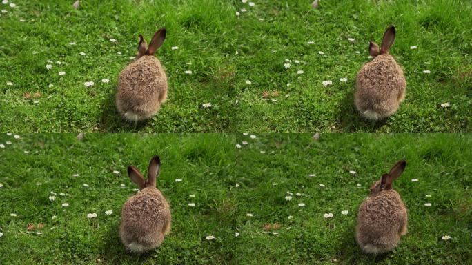 兔子幼崽特写-4K Ultra HD