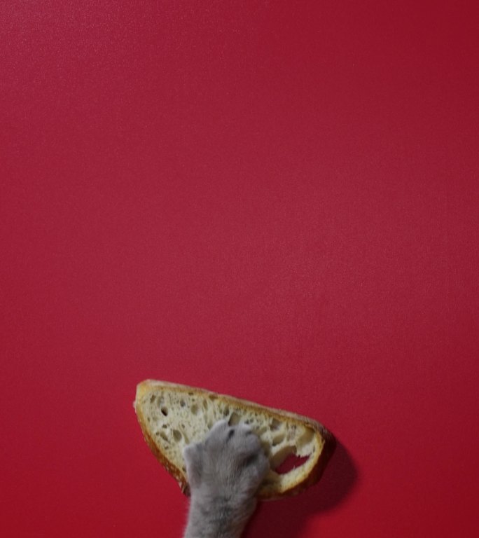 一只长着爪子的肥猫，从红色的地板上偷面包。