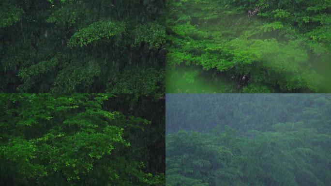 雨中树林升格