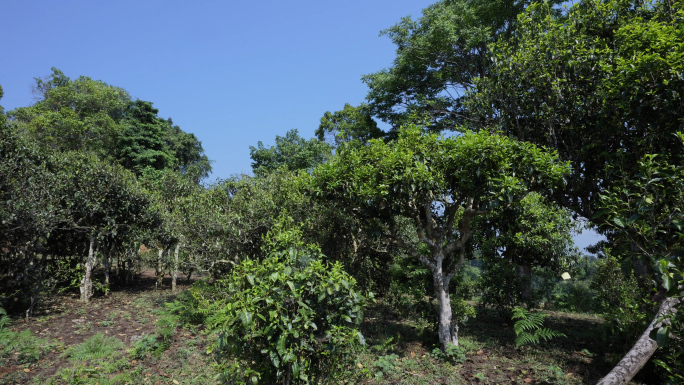 【原创】普洱茶古茶园移动拍摄