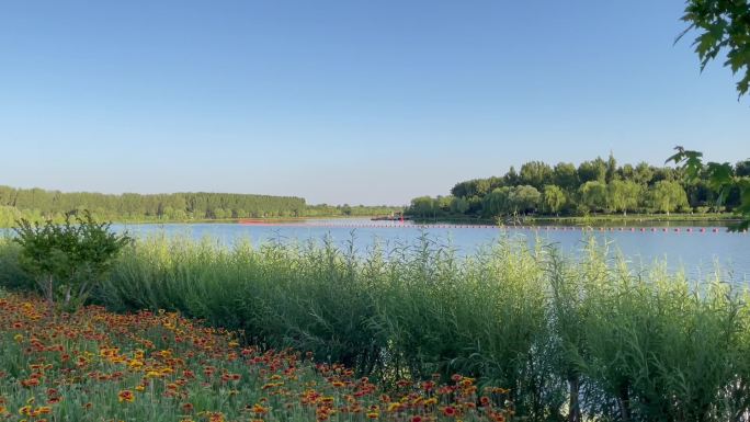湿地公园河边杞柳天人菊