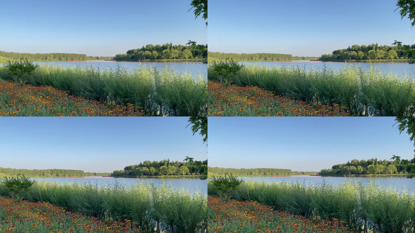 湿地公园河边杞柳天人菊