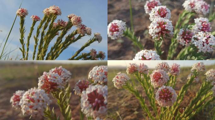 4K 蒙古高原草坡狼毒花