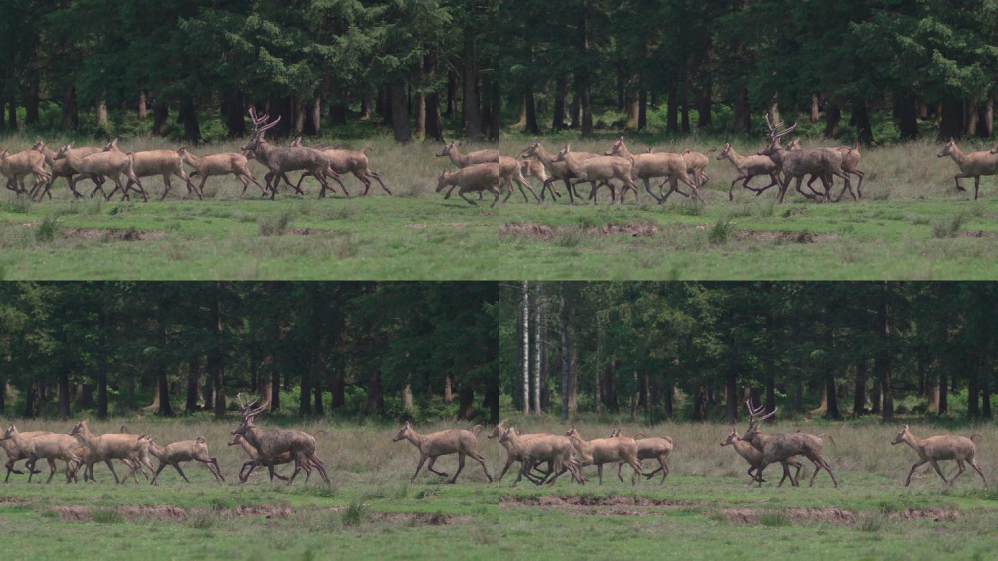 Père David’s deer（Davidshirsch）在森林前的草地上吃草