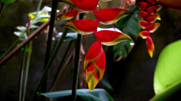 神秘的海南热带植物花卉