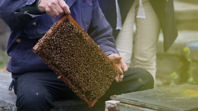 养蜂人蜜蜂蜂箱采蜜取蜜割蜂蜜原素材