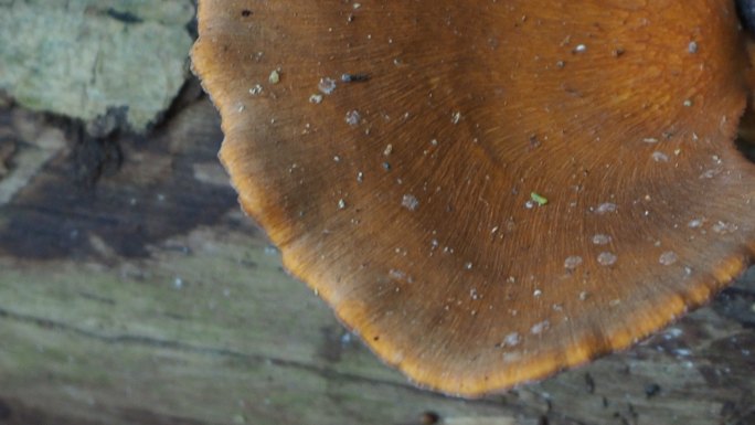 原木上的蘑菇昆虫