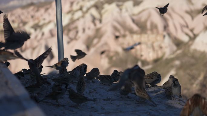 在卡帕多西亚喂食慢动作群鸽子和麻雀