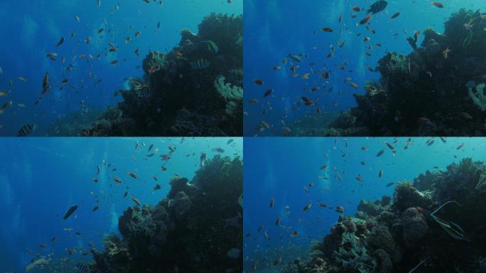 科莫多珊瑚礁中的摩尔偶像安提亚斯鱼（4K）