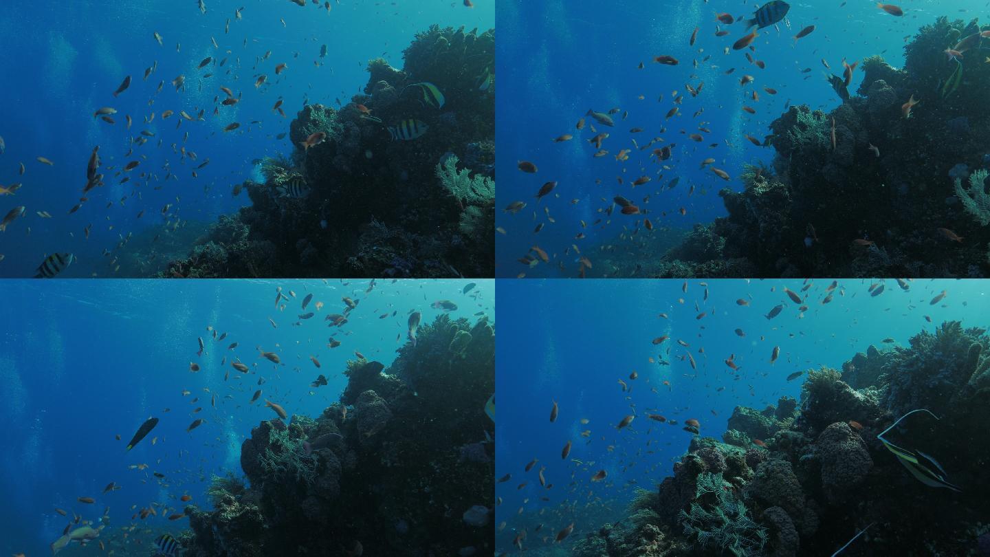 科莫多珊瑚礁中的摩尔偶像安提亚斯鱼（4K）