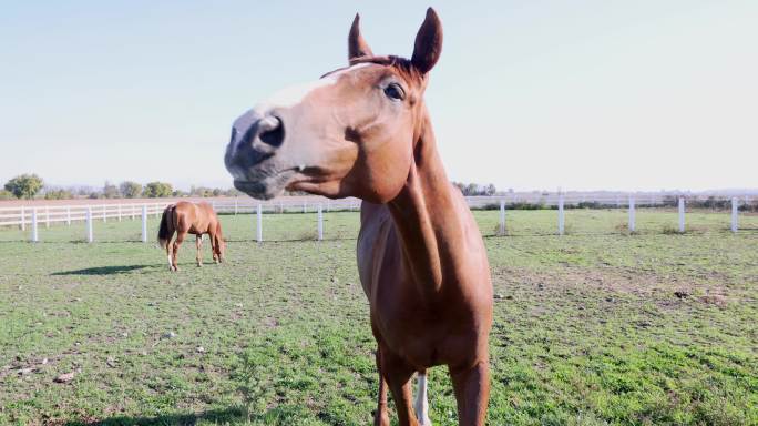 马在围栏里嗅来嗅去的特写镜头