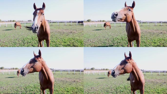 马在围栏里嗅来嗅去的特写镜头