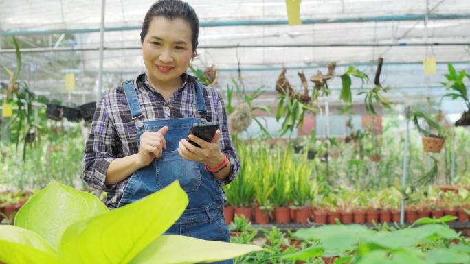 农民种植花卉。种植花卉