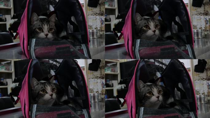 猫入行李猫