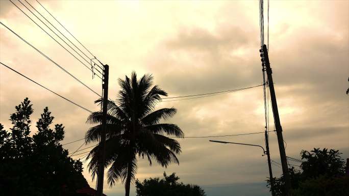 泰国椰子树上的日出和树上的鸟巢