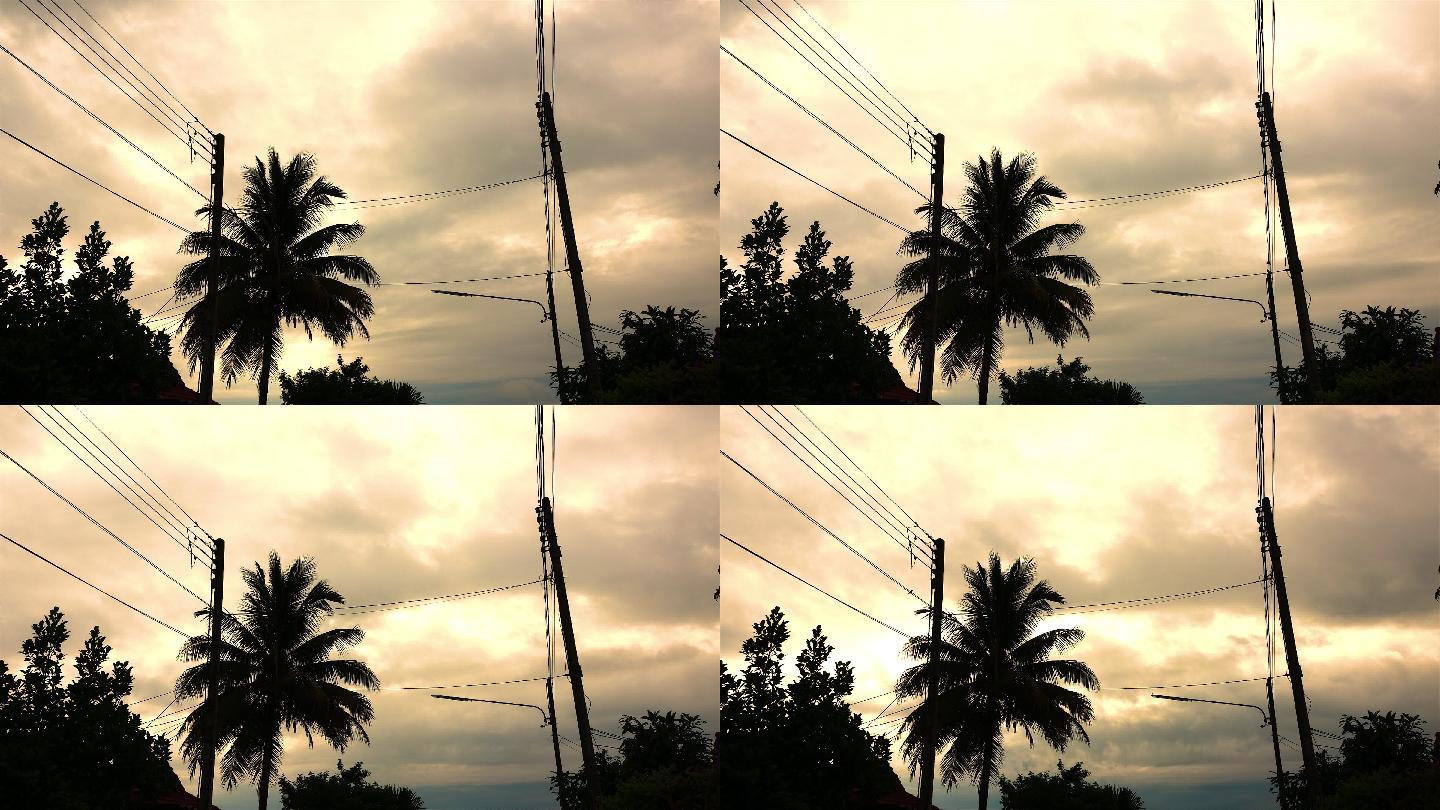 泰国椰子树上的日出和树上的鸟巢