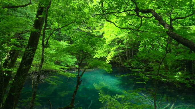 日本青森县白水三池Wakitubonoike池塘