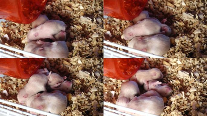 仓鼠妈妈与新生婴儿摄影棚拍摄