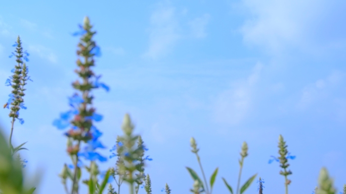 小清新夏日唯美空镜头