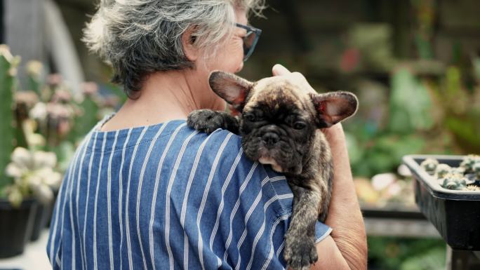 后景：一位亚洲资深女士抱着她的法国牛头犬纯种小狗，一边看着他，一边用爱轻拍着他，一边走着去看家里花园