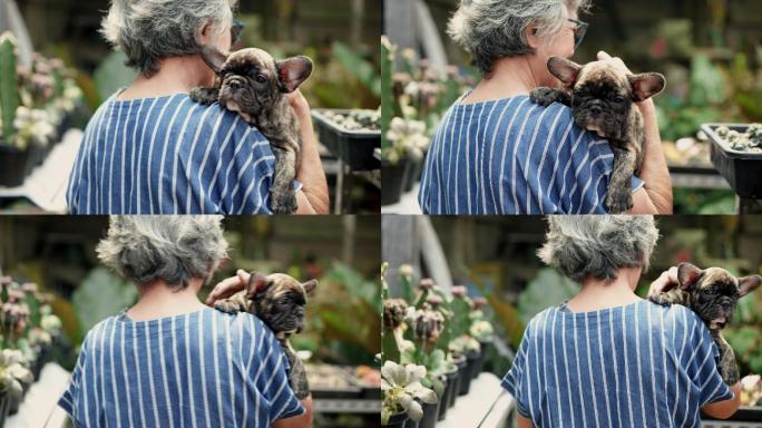 后景：一位亚洲资深女士抱着她的法国牛头犬纯种小狗，一边看着他，一边用爱轻拍着他，一边走着去看家里花园
