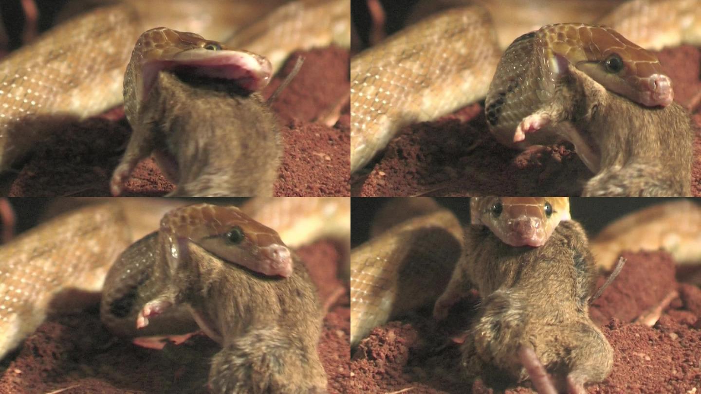 小饰物蛇夜猎鼠动物世界吃老鼠捕食老鼠