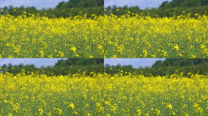 农田里随风摇曳的黄色花朵