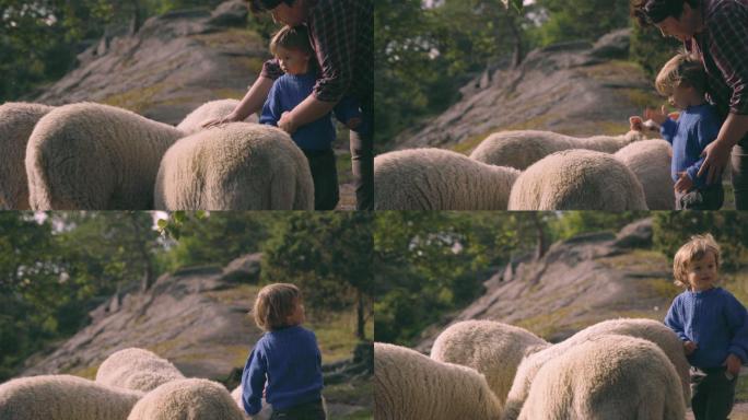 小男孩学会爱羊动物园
