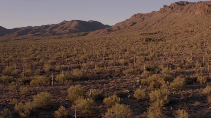 仙人掌沙漠，图森，亚利桑那州