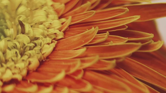【镜头合集】特写橘黄色橙黄色非洲菊