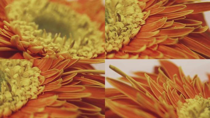 【镜头合集】特写橘黄色橙黄色非洲菊