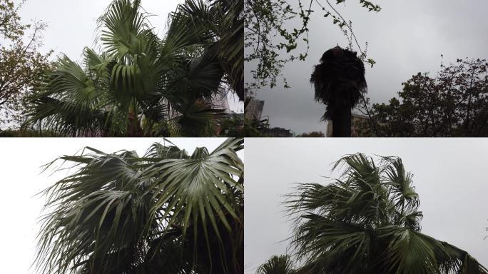 台风棕榈树