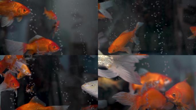 金鱼 鱼群游动 观赏鱼 鱼缸内游动