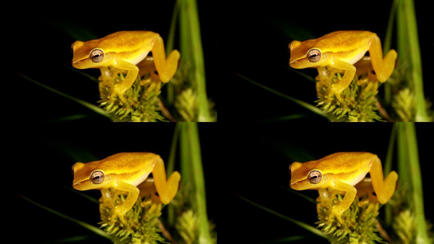 墨西哥矮树蛙蛙