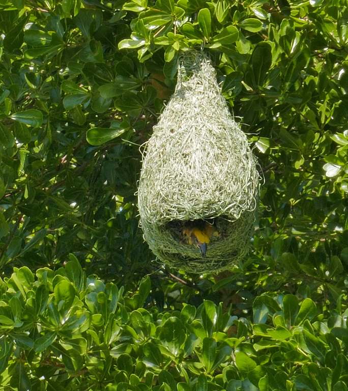 巴亚韦弗建筑鸟巢鸟巢