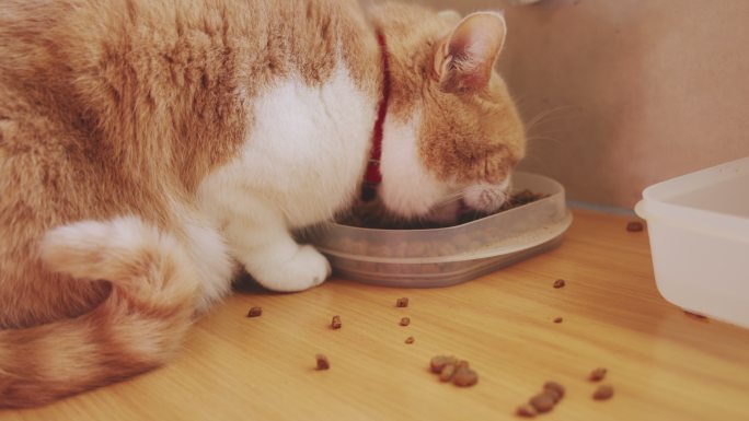 一只猫在家吃宠物食品的4k视频片段