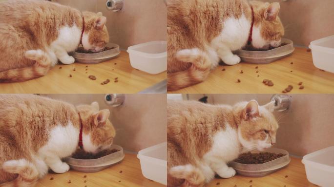 一只猫在家吃宠物食品的4k视频片段