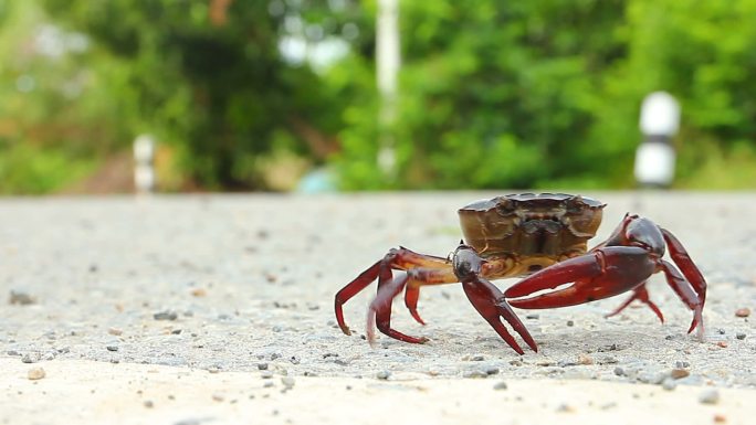 螃蟹在路上行走螃蟹在路上行走螃蟹走路螃蟹