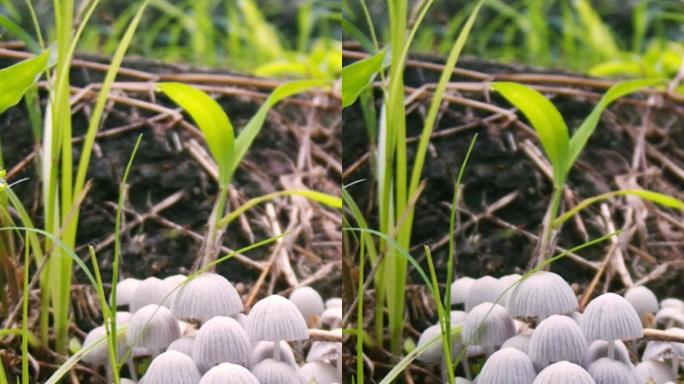 野生蘑菇自然环境生长延时竖屏