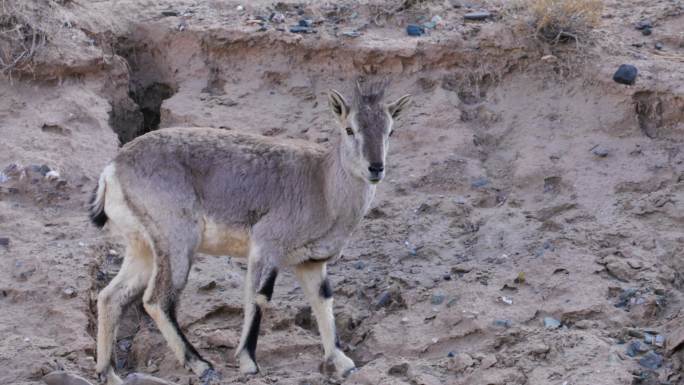 青海可可西里/山羊岩羊群/国家保护动物