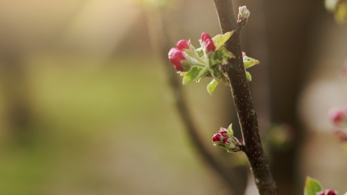 自然界的花蕾自然界的花蕾