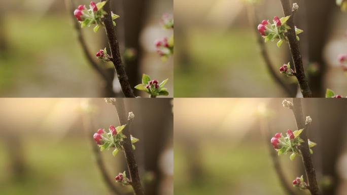 自然界的花蕾自然界的花蕾