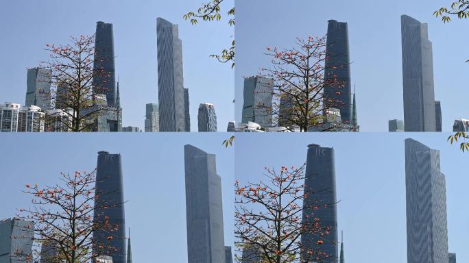 广州市中心建筑群和木棉4K
