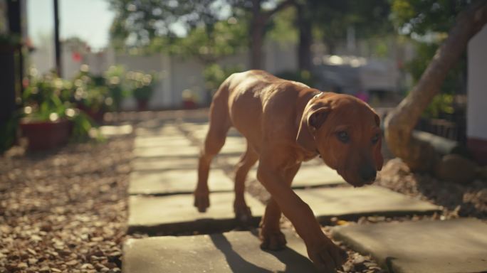 一只可爱的脊背小狗在家的花园里玩耍的4k视频片段