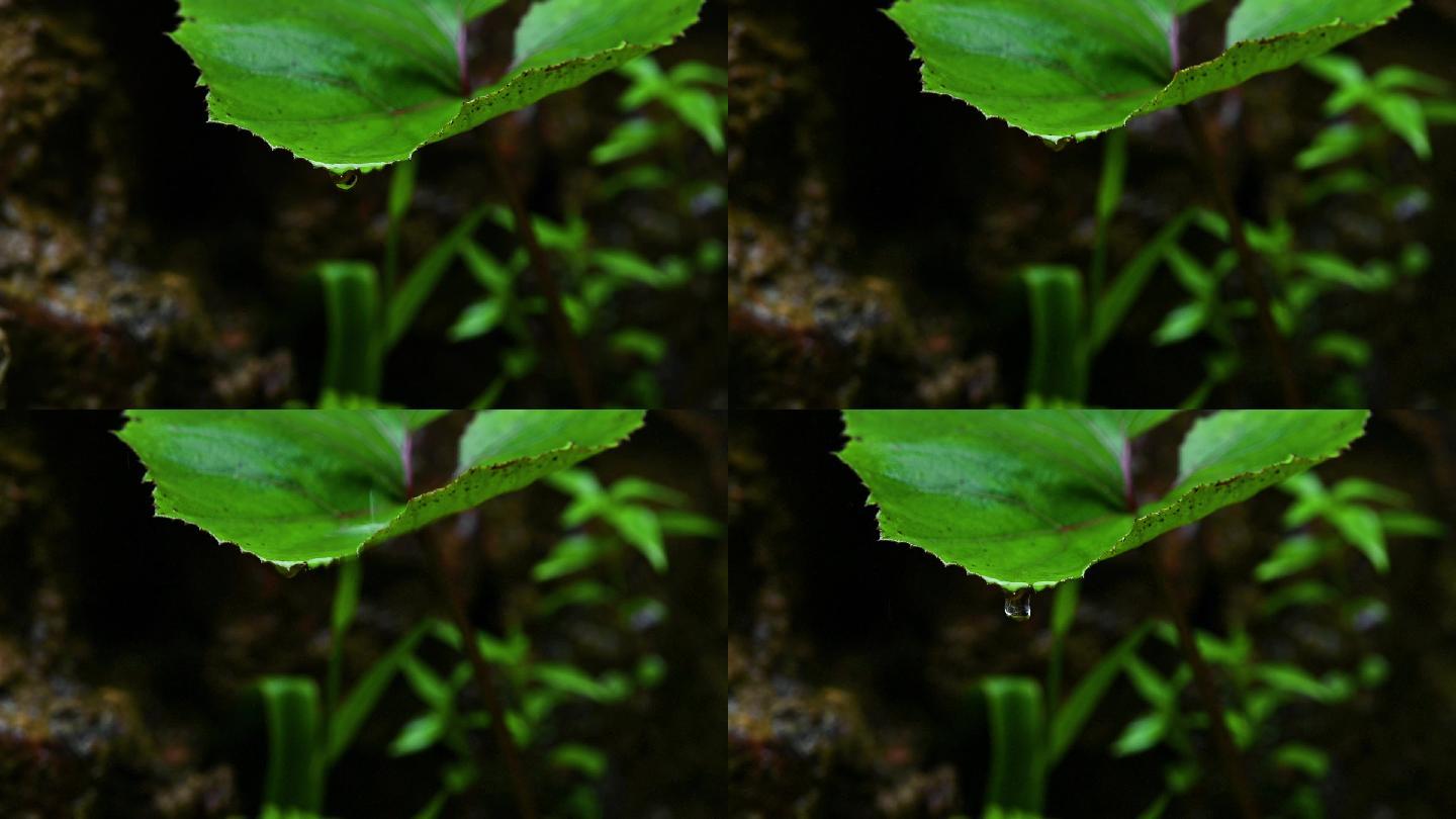 大自然唯美意境植物绿叶上的水滴落下