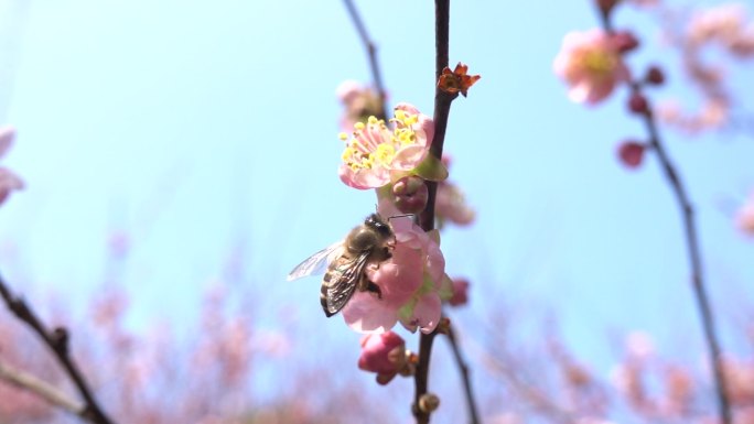 蓝天下盛开冬梅的蜜蜂