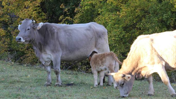 Bruna dels Pirineus，来自比利牛斯东南部的牛品种