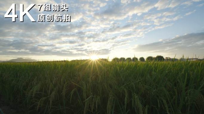 增城丝苗米种植基地