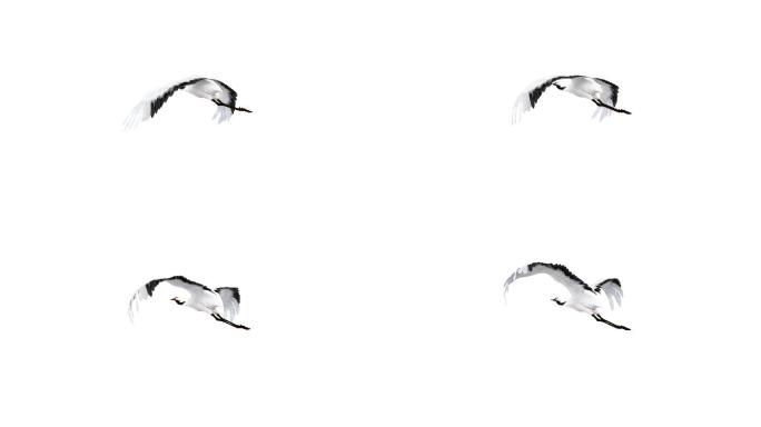 丹顶鹤4-透明循环素材