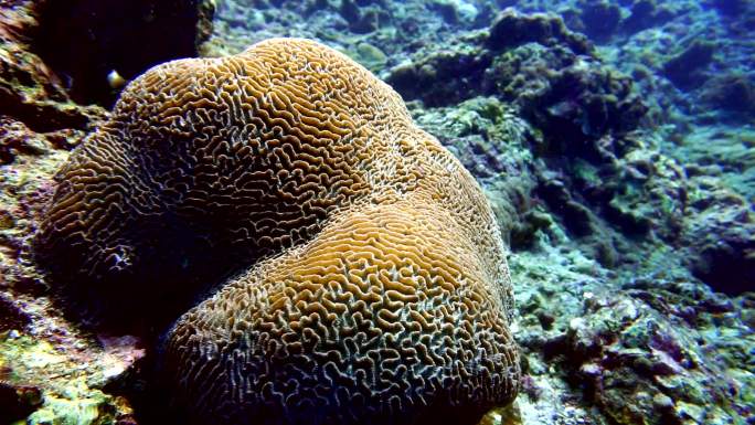 脑珊瑚（Platygyra daedalea）珊瑚漂白，Phi Phi，安达曼海，Krabi，泰国。